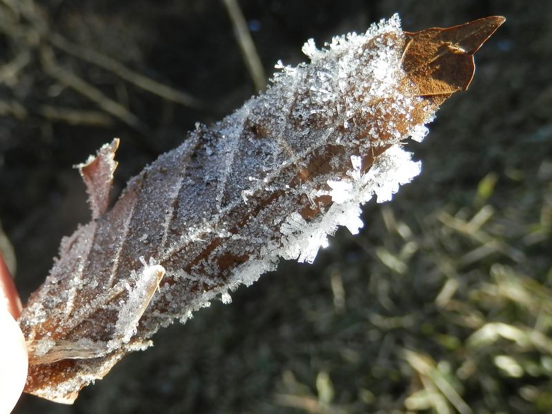 落ち葉に生じた氷の結晶