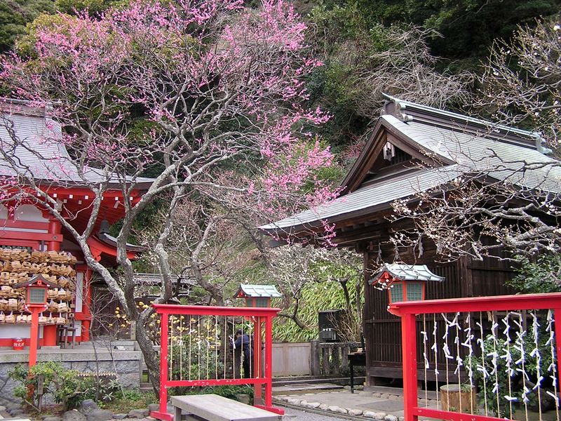 天園 -- 荏柄天神社の紅白梅