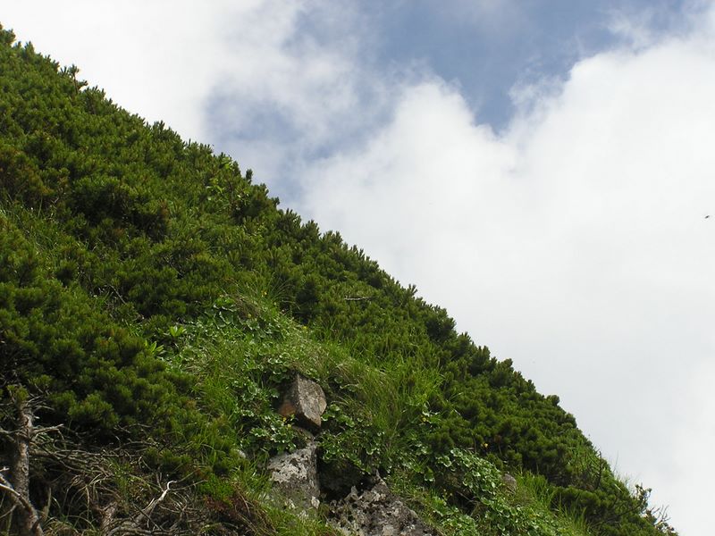 天狗岳 -- 森林限界の上は、ハイマツ、ミヤマダイコンソウ、イワカガミなどで覆われた斜面