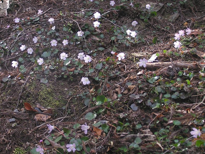鉄五郎新道から大塚山 -- イワウチワ保護地にて。今年の咲き方は、花がまばらだと言う