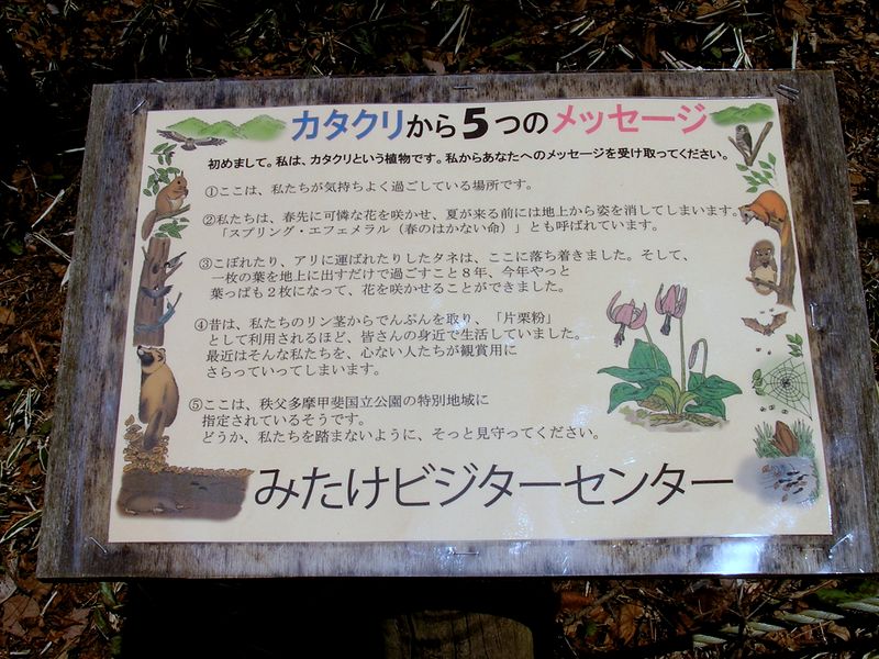鉄五郎新道から大塚山 -- カタクリの繁殖って大変そう