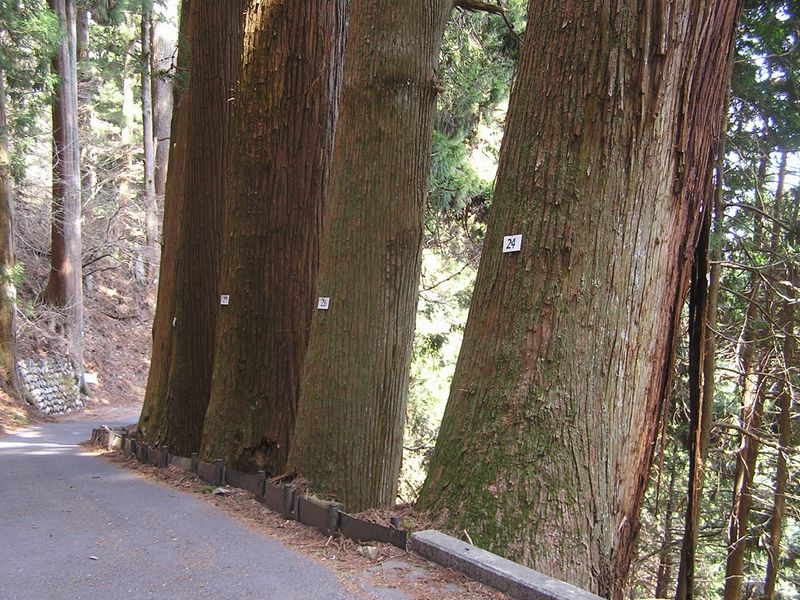鉄五郎新道から大塚山 -- 杉の巨木が立ち並ぶ旧参道