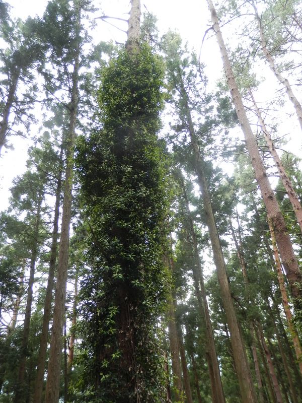 鳥ノ胸山 -- 杉の木とテイカカズラ