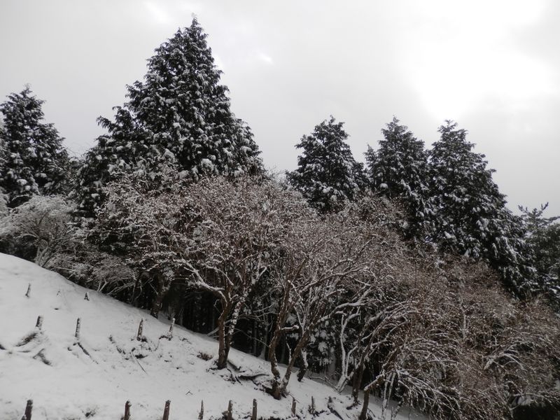 樹木への着雪がきれい