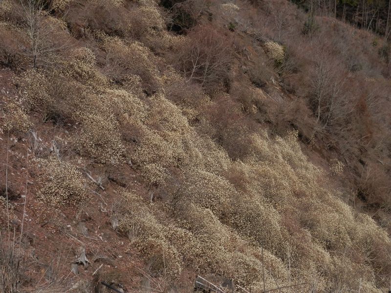 椿丸 -- ミツマタが群生する斜面