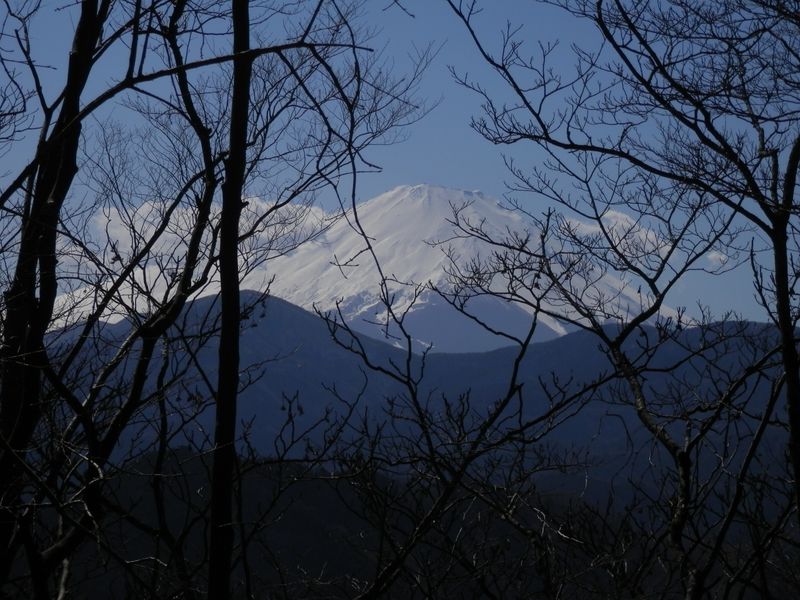 落葉樹林から富士山が見える