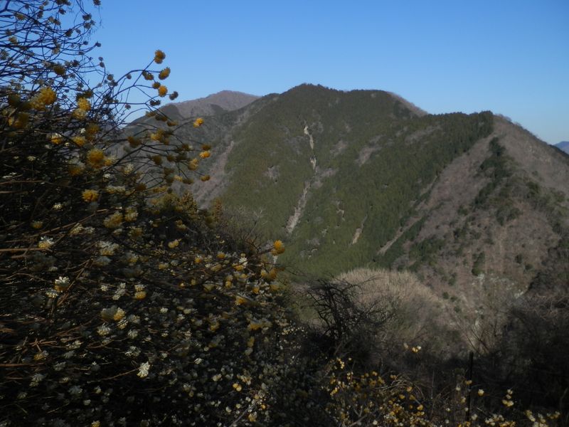 世附権現山（左奥）とミツバ岳