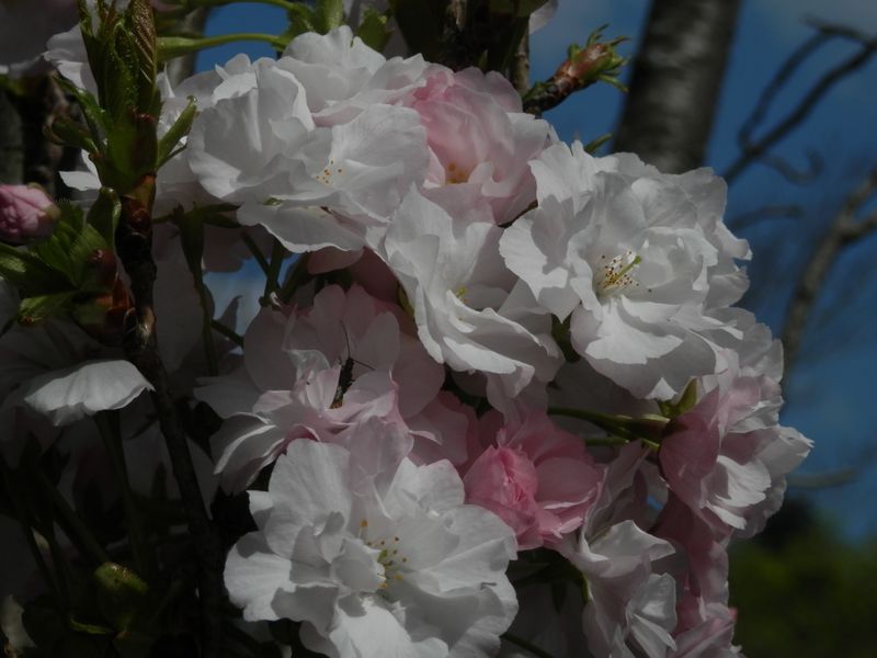 豪華な植栽の桜