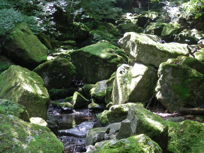海沢の苔生した大きな岩