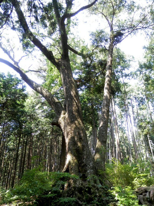 大楢峠のコナラの巨樹