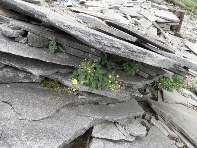 美ヶ原 -- イワキンバイと板状の岩
