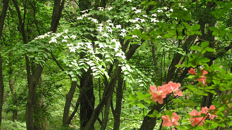 秋山二十六夜山に咲く、白いヤマボウシと紅いヤマツツジ