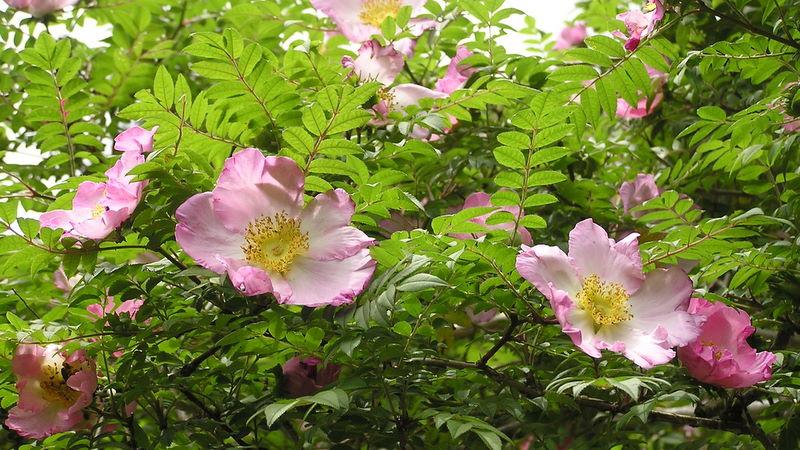 ピンクのサンショウバラ咲く不老山