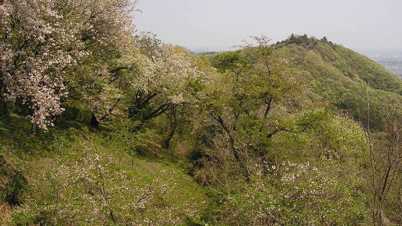 弘法山公園は桜の名所