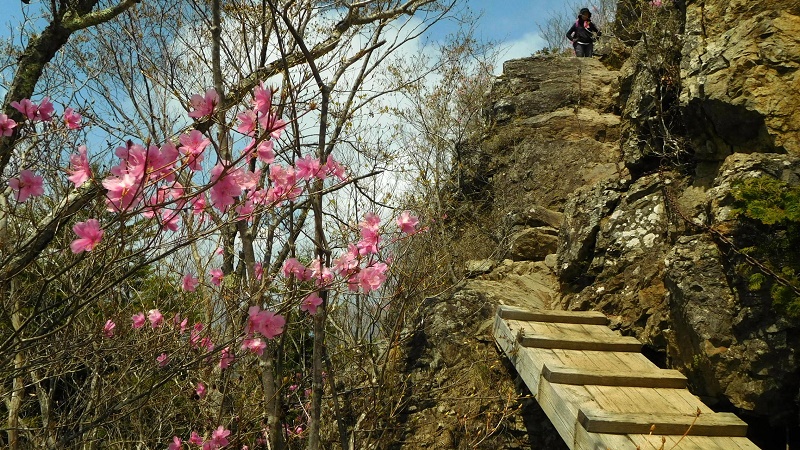 両神山の岩稜に咲くアカヤシオ