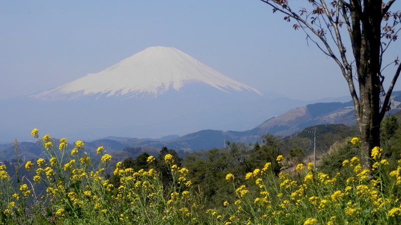 旧高松分校付近より富士山を望む