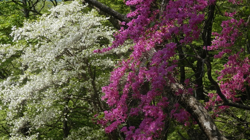 シロヤシオとトウゴクミツバツツジの咲く丹沢三峰