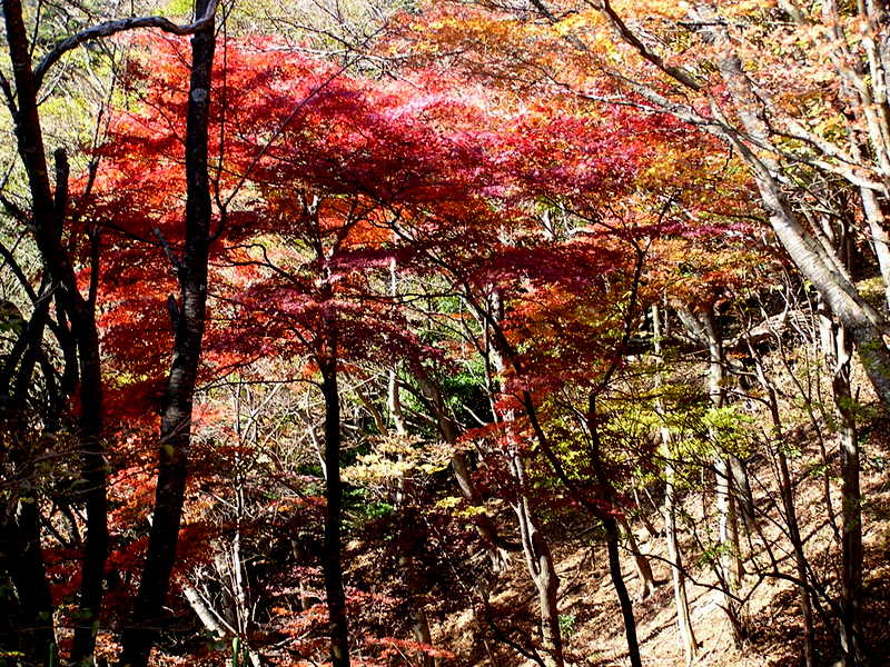 イタツミ尾根から大山 -- 赤、橙、黄、黄緑、黄、いろいろ混在する秋の山