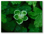 緑花のニリンソウ