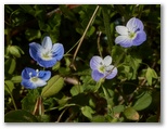 オオイヌノフグリの青花と紫花
