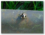 アカスジキンカメムシの幼虫