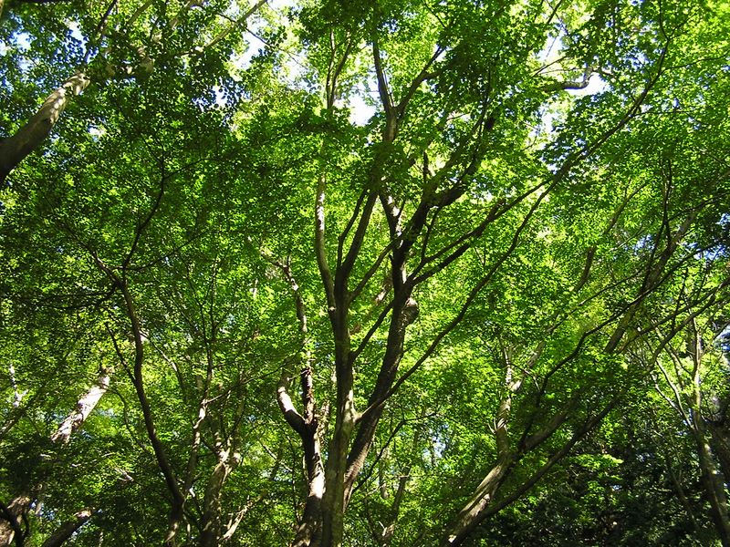 ヨモギ平・三ノ塔 -- カエデなど広葉樹が増えてくる