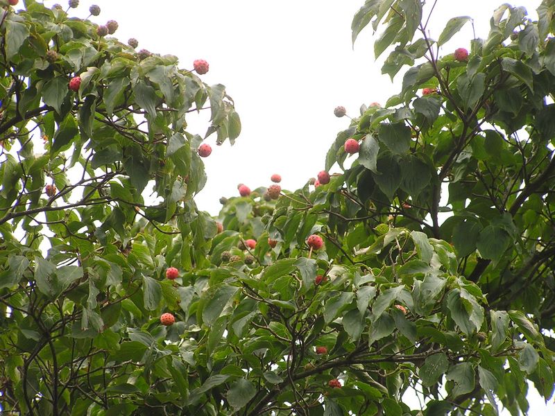ヨモギ平・三ノ塔 -- 赤い実をつけたヤマボウシ