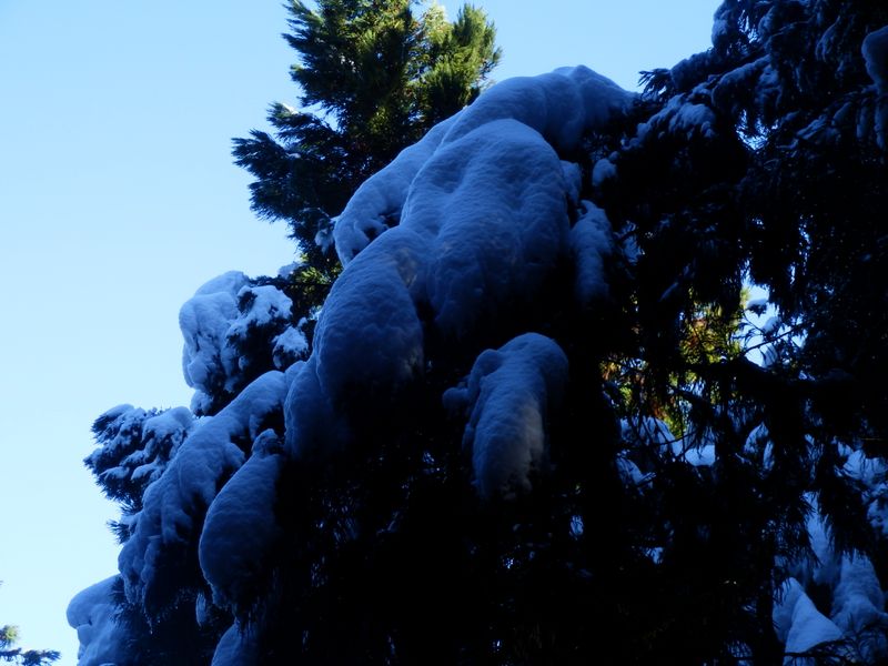 樹上に積もった雪