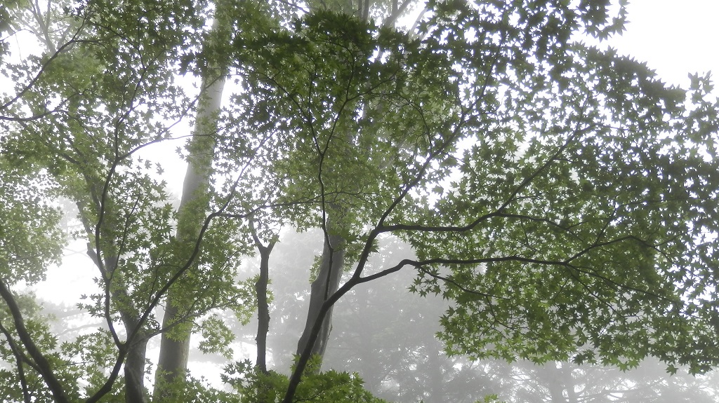 濃霧の空に美しい緑葉のモミジ