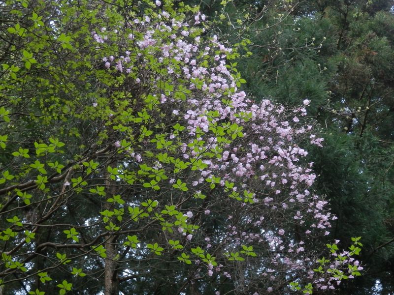 高いところでアカヤシオが咲いていた
