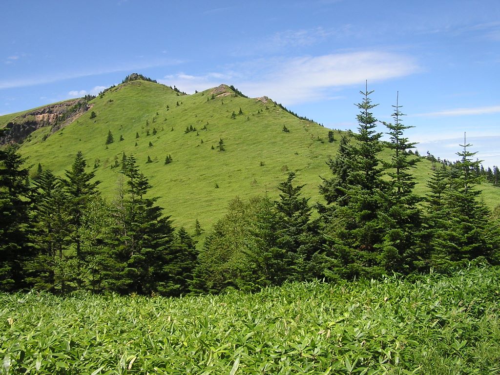 四阿山 -- 坂道を下りきり、「大スキマ」と呼ばれる笹原より根子岳を見上げる