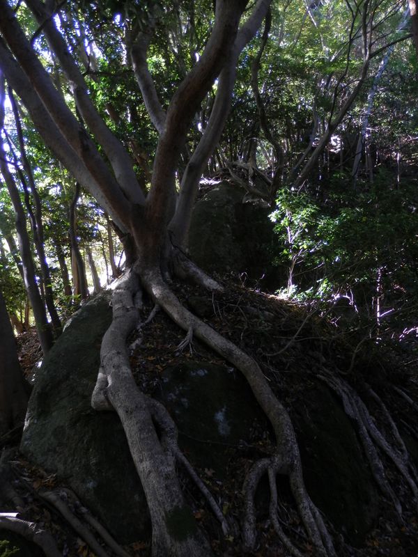 巨大な岩を抱える木