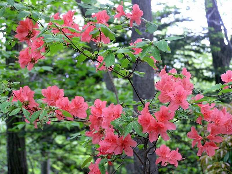 棒ノ折山から岩茸石山 -- ヤマツツジの花色は、サーモンピンクから桃色までさまざま