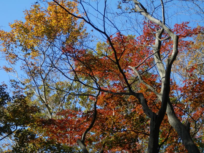 仏果山 -- 紅葉した木々が増えてきた