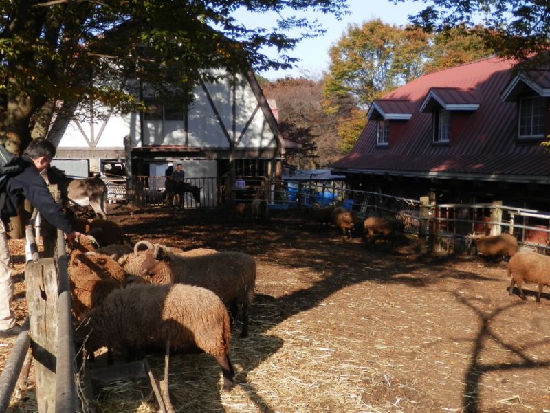 仏果山・高取山 -- まずは羊と触れ合う