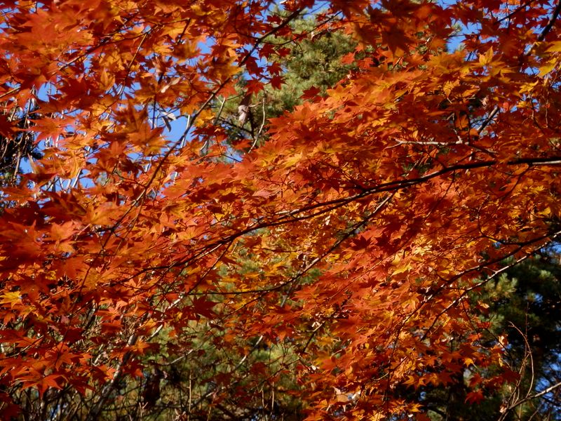 デン笠・甚之函山 -- さっそく秋山の紅葉