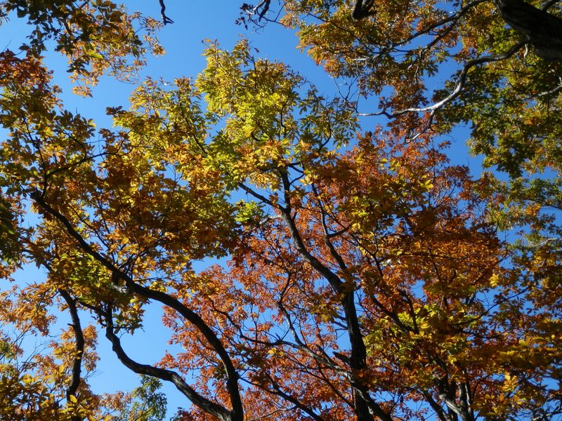 デン笠・甚之函山 -- 青空に映える紅葉と黄葉