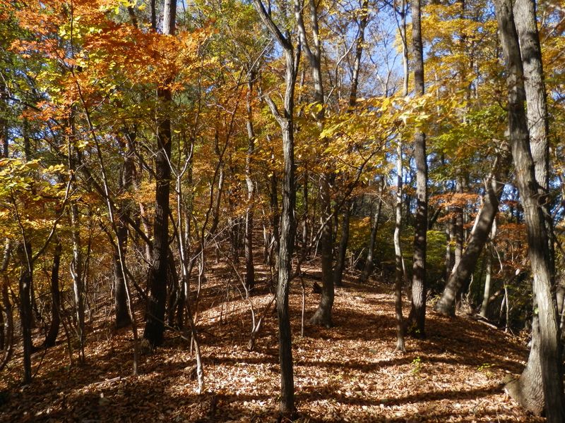 デン笠・甚之函山 -- 落葉がいっぱいの、気持ちのよい道