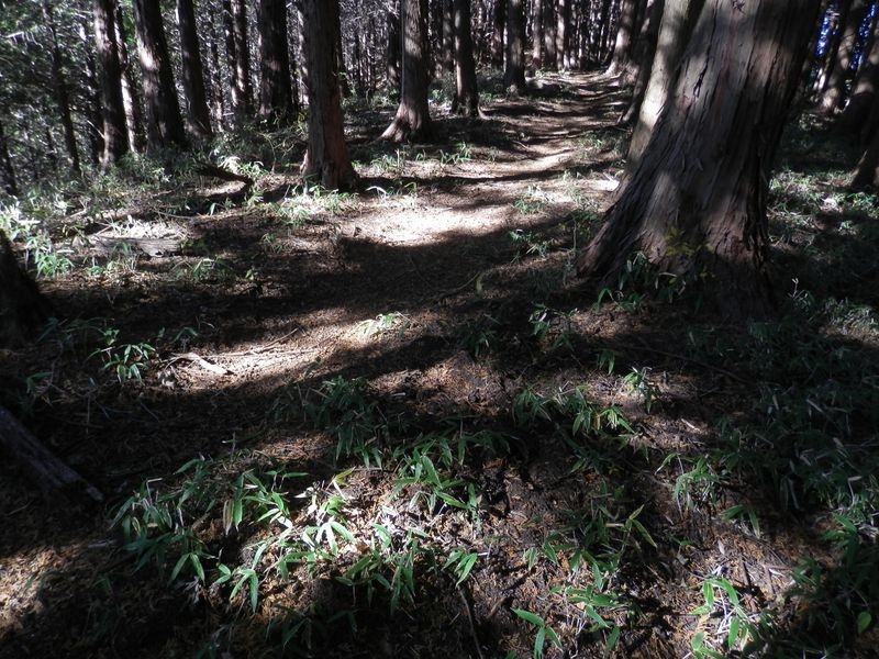 デン笠・甚之函山 -- 小さな笹の生えた檜林
