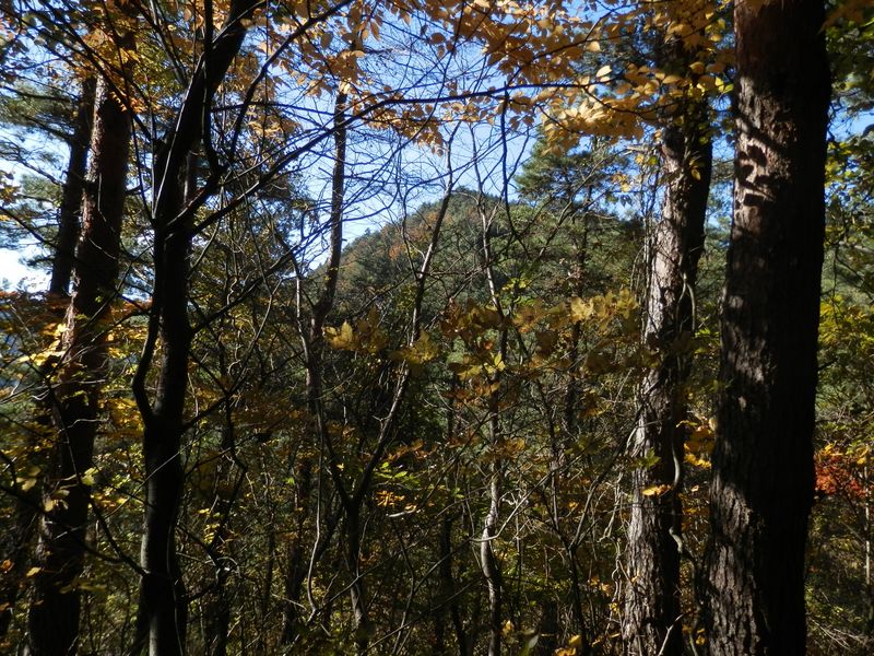 デン笠・甚之函山 -- 隣接の矢平山は、枝越しにしか見られなかった