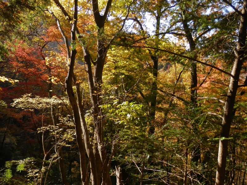 デン笠・甚之函山 -- こちらの紅葉もきれい。川合峠への下りにて