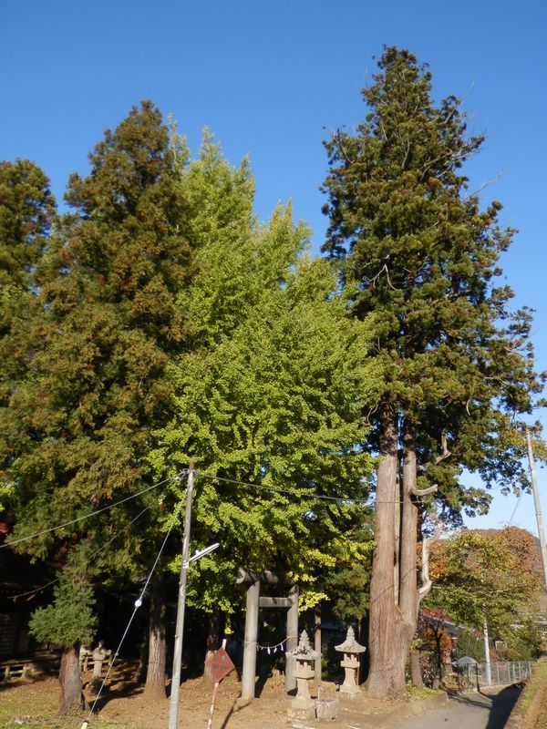 犬嶋神社と杉の木