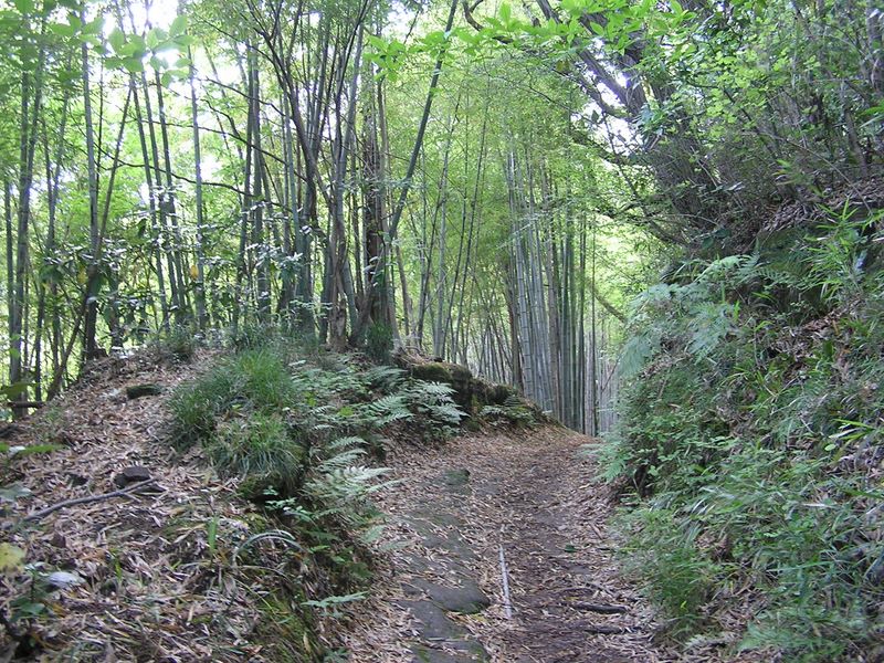 円海山・大丸山 -- 天園（六国峠）手前の竹林