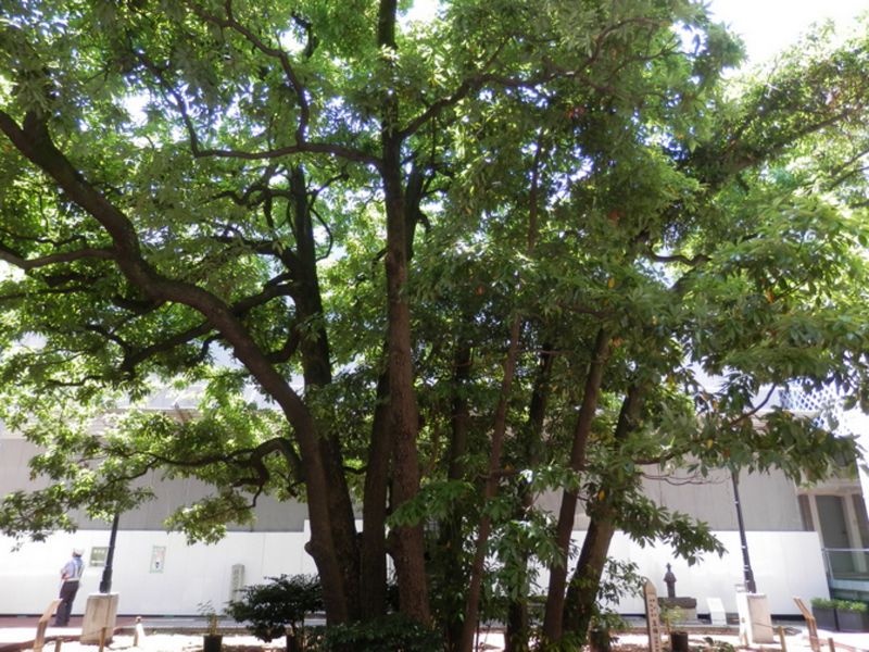 横浜開港資料館の中庭の玉楠（タブノキ）