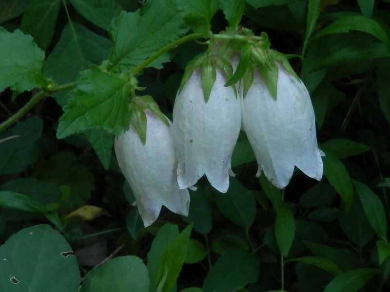 白花のホタルブクロ