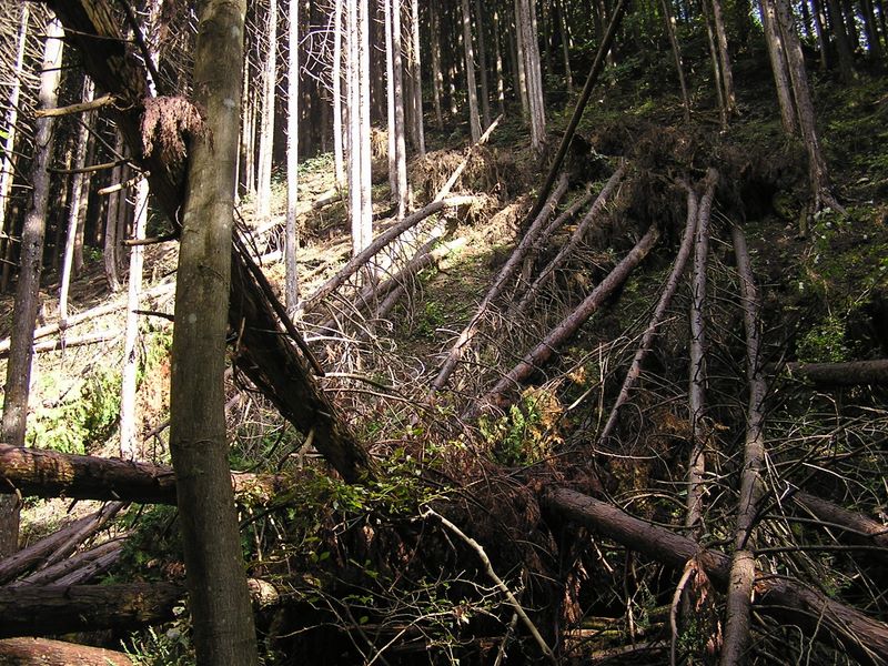 たくさんの檜が倒れている