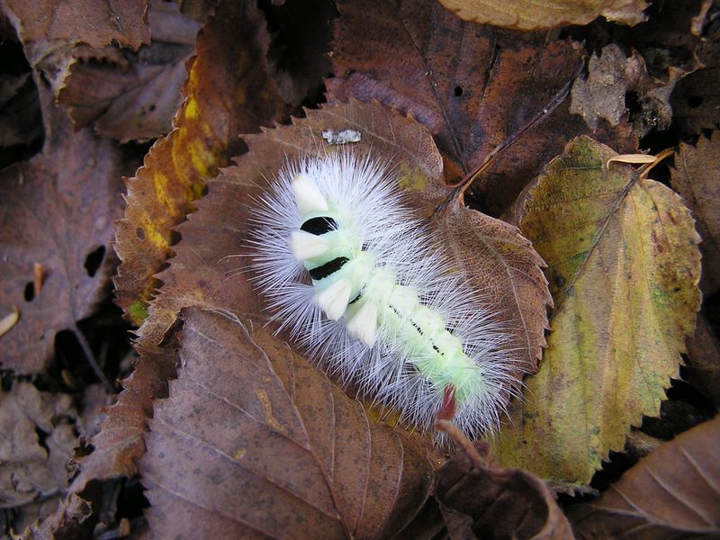 リンゴドクガの幼虫 -- 落ち葉の下で冬越しするつもりか