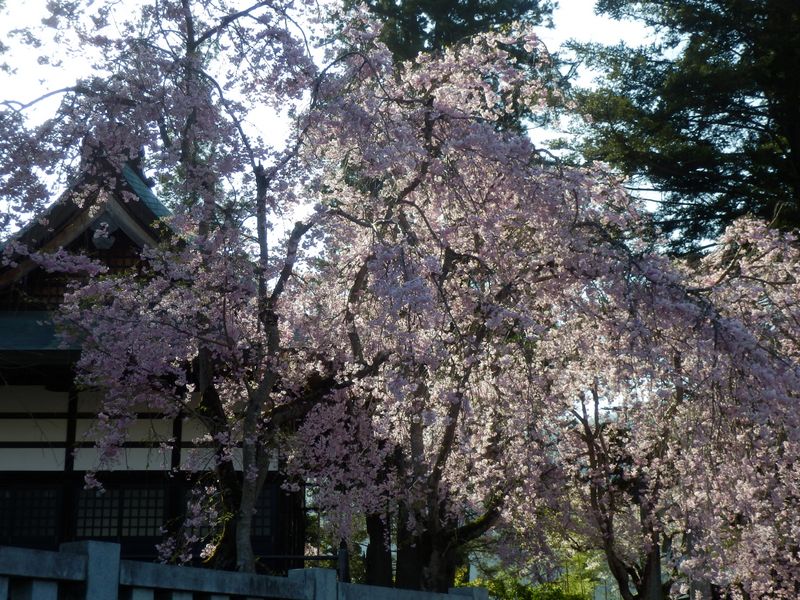 稲村神社の枝垂れ桜