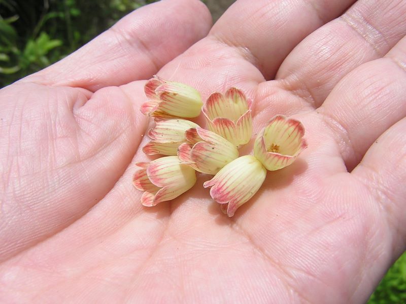 大蔵高丸・ハマイバ丸 -- サラサドウダンの花