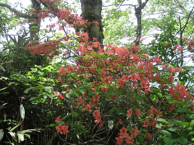 大蔵高丸・ハマイバ丸 -- 稜線に咲いていたヤマツツジ